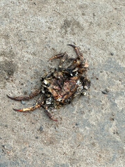 dead crab on the ground