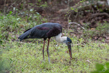 The woolly-necked stork or whitenecked stork (Ciconia episcopus) is a large wading bird in the stork family Ciconiidae.