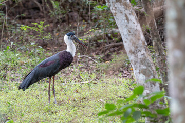 Fototapeta premium The woolly-necked stork or whitenecked stork (Ciconia episcopus) is a large wading bird in the stork family Ciconiidae.