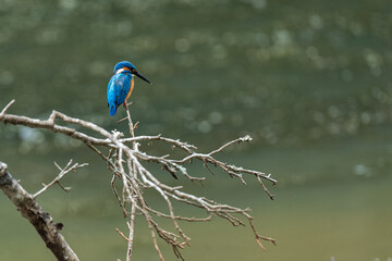 common kingfisher perch on branch in natural habitat