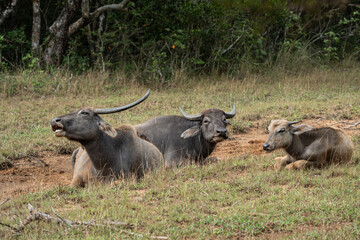 Water Buffalos in the Yala Nationalpark in Sri Lanka