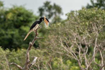 The great Malabar Hornbill sitting on a branch