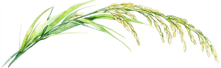 Watercolor illustration of a rice plant featuring leaves and grains isolated on a white background