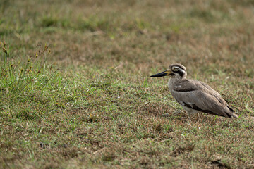 The Great Thick-knee is a very large wader.