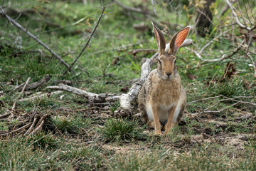Rabbit standing and watching on ground with flat light 
