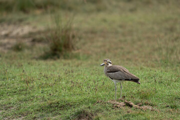 The Great Thick-knee is a very large wader.