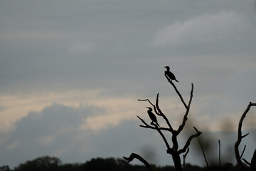 Cormorant is spending leasure time
