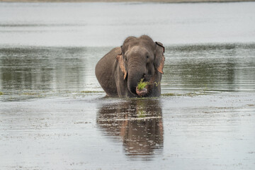 Sri Lankan Elephant in water and eating grass