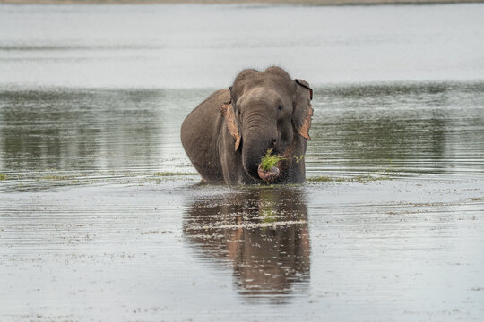 Sri Lankan Elephant in water and eating grass - Powered by Adobe