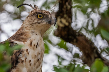 Crested serpent eagle perched on branch