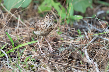 A Bush Lark perching on ground and looking back