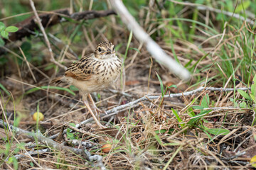 A Bush Lark perching on ground and looking back