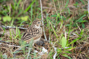A Bush Lark perching on ground and looking back