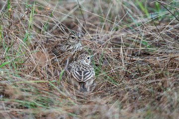 A Bush Lark perching on ground and looking back