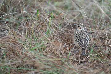 A Bush Lark perching on ground and looking back