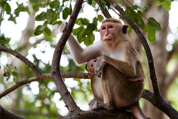 Fototapeta premium Monkey sitting on tree branch with the baby
