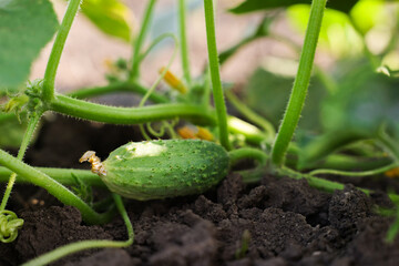 Young cucumber growing on stem outdoors, closeup