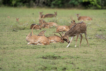 Spotted deer or axis deer in nature habitat. Deer herd grazing on meadow.