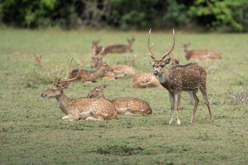 Spotted deer or axis deer in nature habitat. Deer herd grazing on meadow.