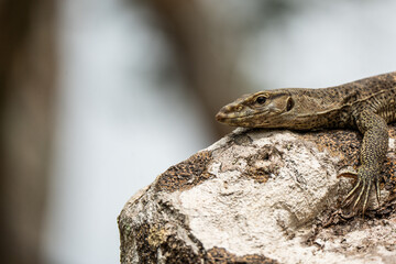 Closeup of a iguana on a tree