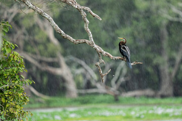 Cormorant is spending leasure time