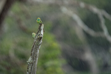 eautiful bee-eating birds in nature at yala National Park,
