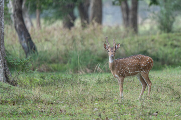 Wild Spotted deer in Yala National park, Sri Lanka