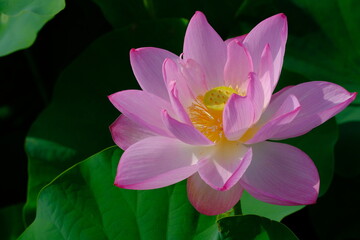 pink lotus in full blooming	