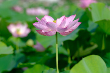 pink lotus in full blooming	
