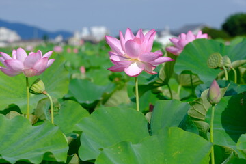 pink lotus in full blooming, Fujiwara-kyo-ato,Nara,Japan