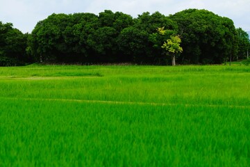 Flooded rice fields in midsummer
