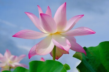 pink lotus in full blooming	
