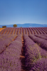 The lavender fields in Provence, France.