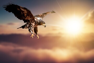 Big White wild Eagle Soars in sky in the mountains