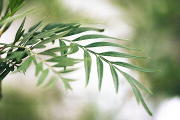 Green leaves Australian silver oak.Grevillea robusta tree