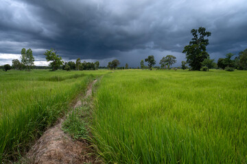 Dramatic weather clouds forming over rice fields during rainy season causing flooding