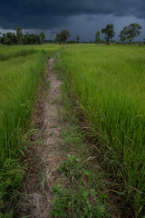Dramatic weather clouds forming over rice fields during rainy season causing flooding