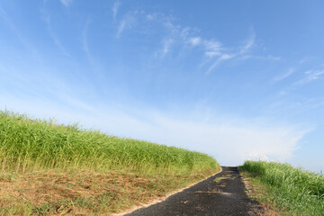 road in the field