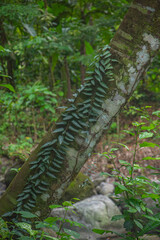 Fern in the forest