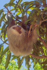 Sloth bear staring at you