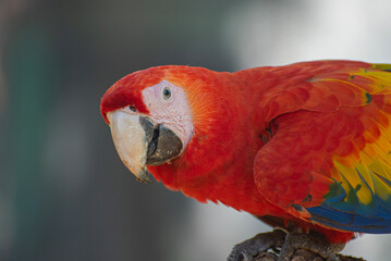 Macaw staring into the camera lens