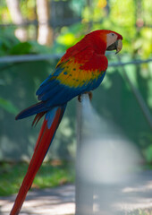 Macaw sitting on railings in Costa Rica