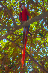 Macaw on top of a tree