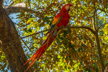 Macaw in the middle of the forest