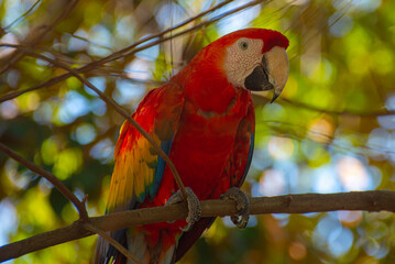 Red and yellow macaw