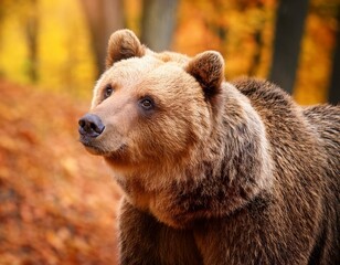 Fototapeta premium Portrait of beautiful and cute bear animal in forest or woods autumn fall season nature