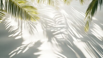 Palm Leaf Shadows Cast on a White Wall