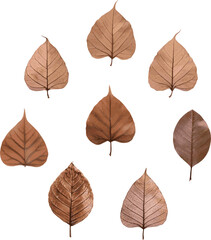 Fototapeta premium 秋 紅葉 葉 植物 飾り あしらい イラスト素材セット