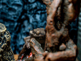 ルゴッサフトユビヤモリのアップ