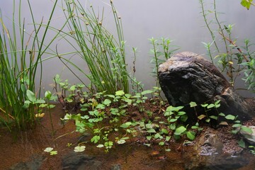 水槽の中の水草